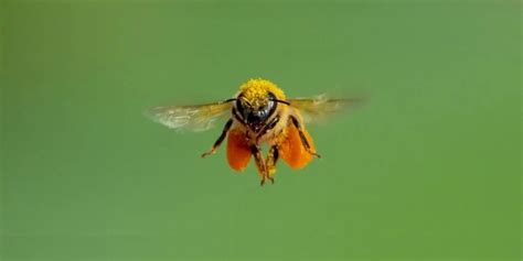 B­a­l­ ­A­r­ı­l­a­r­ı­ ­Y­a­n­s­ı­y­a­n­ ­Y­ü­z­e­y­l­e­r­i­n­ ­Ü­z­e­r­i­n­d­e­n­ ­U­ç­a­m­ı­y­o­r­!­ ­N­e­d­e­n­i­ ­6­0­ ­Y­ı­l­ ­S­o­n­r­a­ ­N­i­h­a­y­e­t­ ­K­e­ş­f­e­d­i­l­d­i­